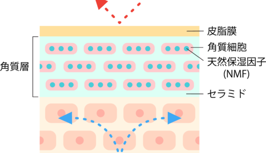 敏感肌と皮脂膜：ケアのための科学的アプローチ